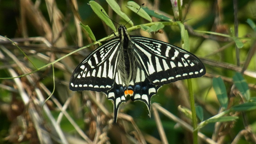 a0152692_1636031.jpg