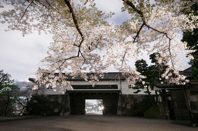 桜田門の桜_a0185693_23525730.jpg