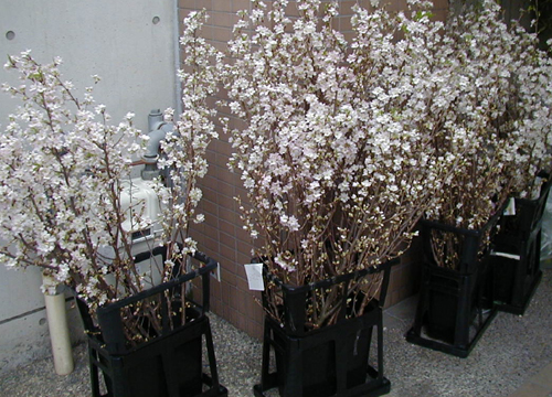 ●今年の桜、その11_d0053294_23565997.jpg