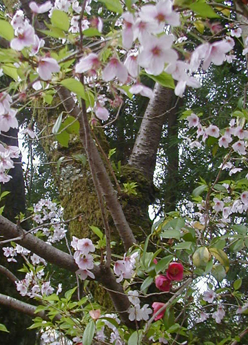●今年の桜、その11_d0053294_23574683.jpg