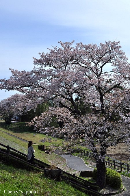 SAKURA*_a0146195_17352168.jpg