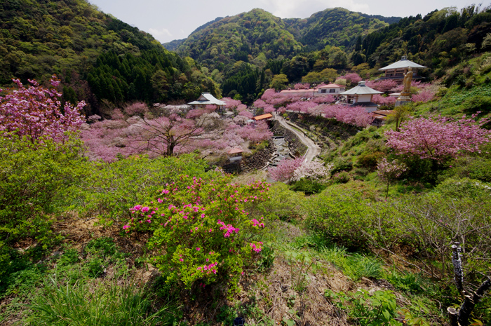 桜を求めて大分まで　・・・編集中_e0079696_235532100.jpg