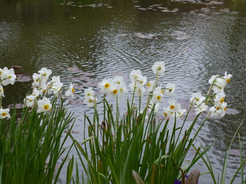菜の花ドライブ de ジヴェルニー「その2」_c0090198_23285985.jpg