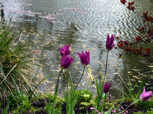 菜の花ドライブ de ジヴェルニー「その2」_c0090198_23305399.jpg