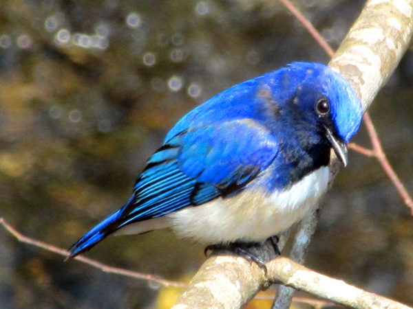 幸福の青い鳥..........._b0192199_22323726.jpg