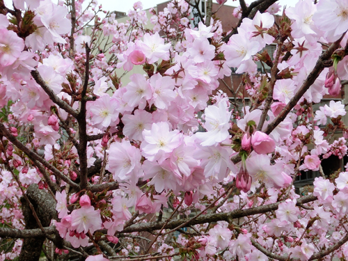 白花のタンポポと桜色々_e0131399_22321219.jpg