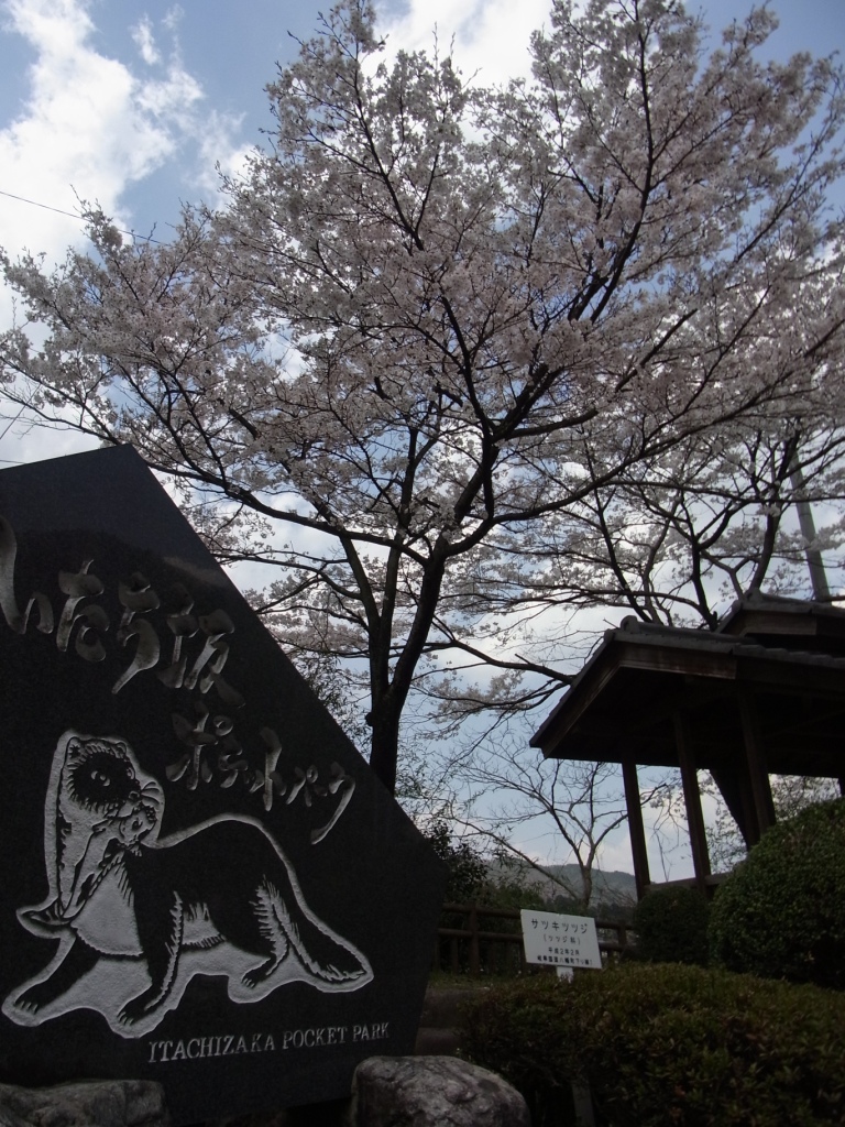 郡上八幡の桜 郡上おどり事務局ブログ 郡上八幡の桜 郡上おどり事務局ブログ