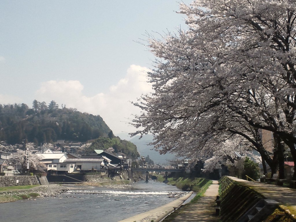 郡上八幡の桜と城と 郡上おどり事務局ブログ 郡上八幡の桜と城と 郡上おどり事務局ブログ