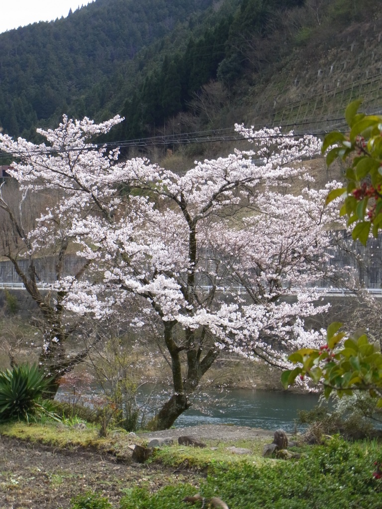 郡上八幡の桜と城と 郡上おどり事務局ブログ 郡上八幡の桜と城と 郡上おどり事務局ブログ