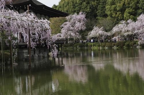 桜撮影～京都編～_a0104501_714690.jpg