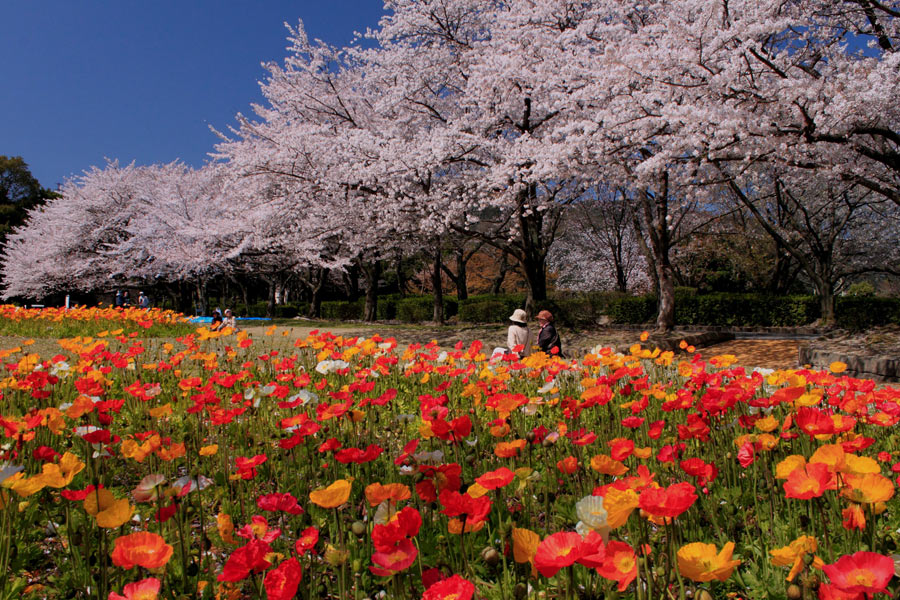 花畑園芸公園_e0093903_21204018.jpg