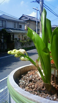c0017505_10525945.jpg