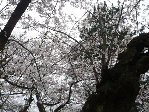高岡古城公園の桜_f0132006_17442100.jpg