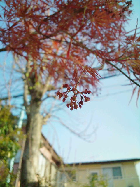 ＲＥＤ　ＬＥＡＶＥＳ　＆　ＴＨＡＴ´Ｓ　ＦＬＯＷＥＲＳ_b0134907_744635.jpg