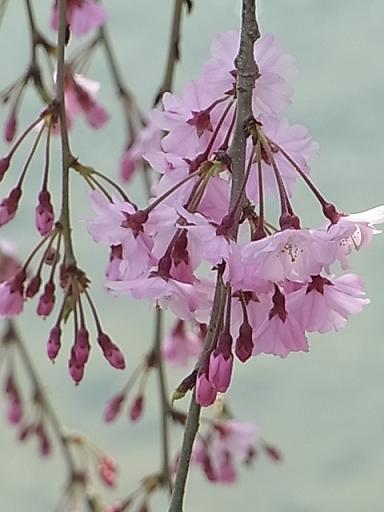 桜の京都_b0248410_23361842.jpg