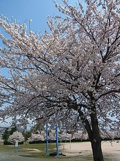 満開の桜_b0248410_23541242.jpg