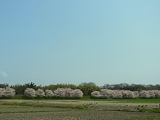 満開の桜_b0248410_23555952.jpg