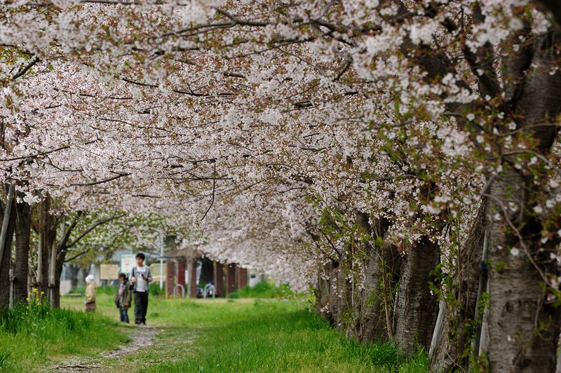桜巡り・桂川河川敷。_f0032011_19584011.jpg