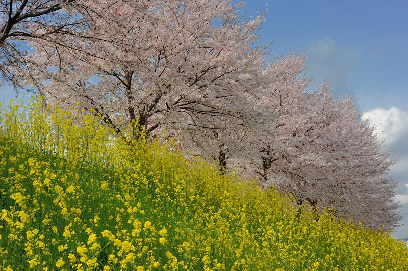 桜巡り・桂川河川敷。_f0032011_2004594.jpg