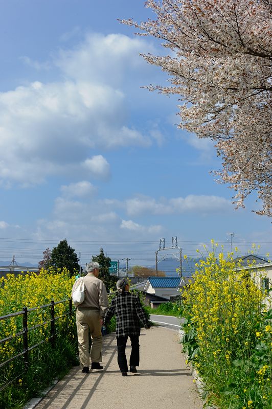桜巡り・桂川河川敷。_f0032011_201587.jpg
