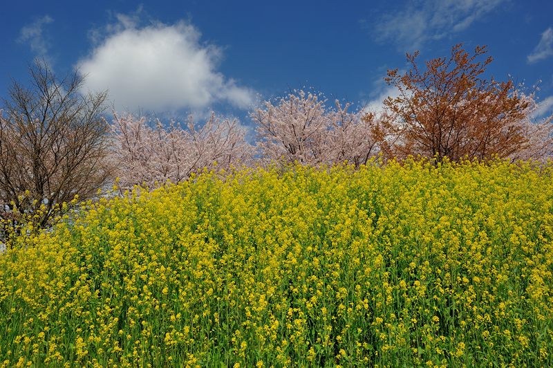 桜巡り・桂川河川敷。_f0032011_2022452.jpg