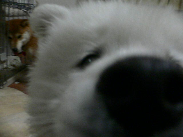a0190414_21451614.jpg
