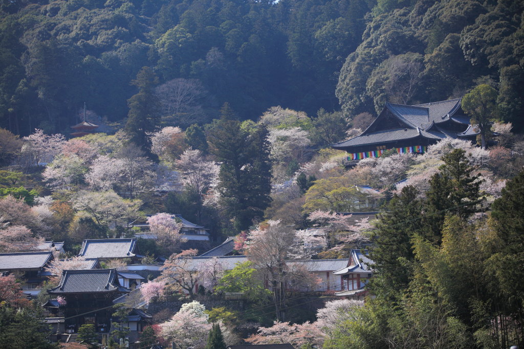 ママチャリで長谷寺、帰りに撮り鉄_a0123415_2053414.jpg