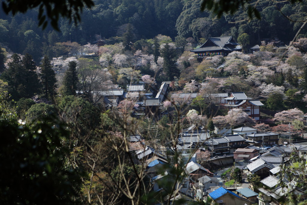 ママチャリで長谷寺、帰りに撮り鉄_a0123415_2053966.jpg