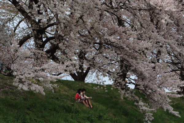 背割堤の桜_e0051620_2151487.jpg