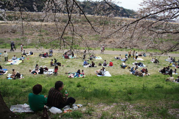 背割堤の桜_e0051620_2172379.jpg