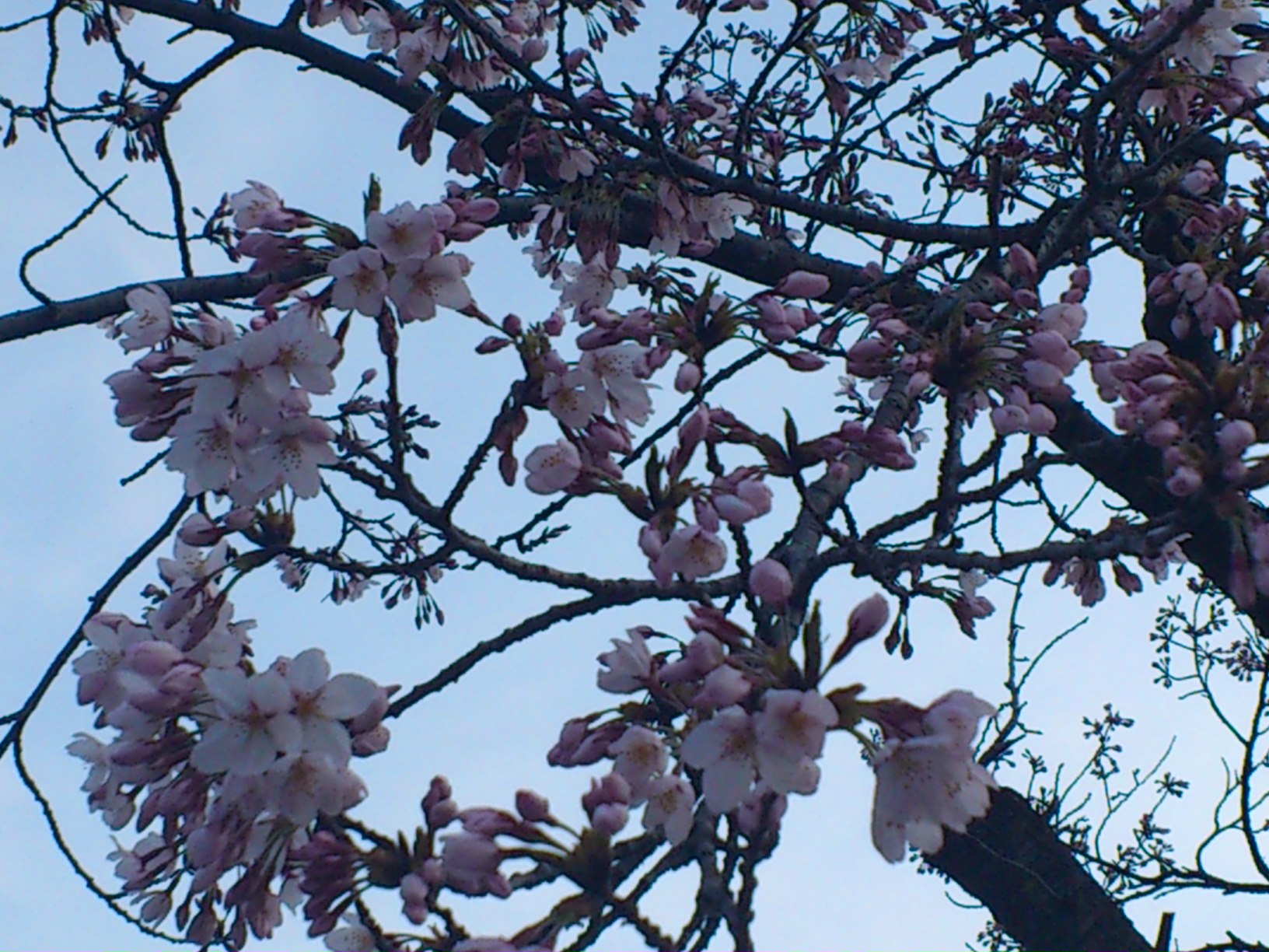 開花_e0124021_6251179.jpg