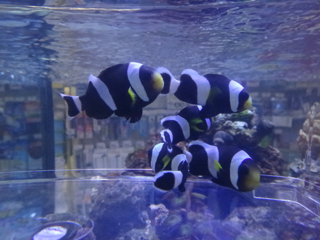 120418 海水魚・水草・淡水魚_f0189122_12575119.jpg