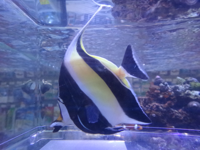 1418 海水魚 水草 淡水魚 ペットメイト西宮店の生体ブログ