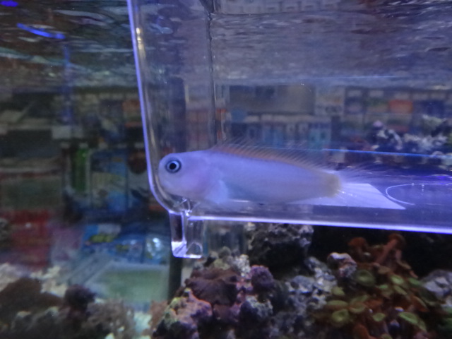 120418 海水魚・水草・淡水魚_f0189122_130915.jpg