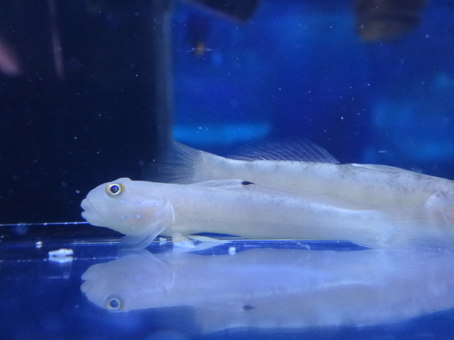 120418 海水魚・水草・淡水魚_f0189122_1311773.jpg