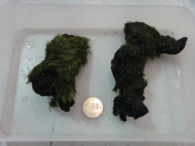 120418 海水魚・水草・淡水魚_f0189122_1342564.jpg