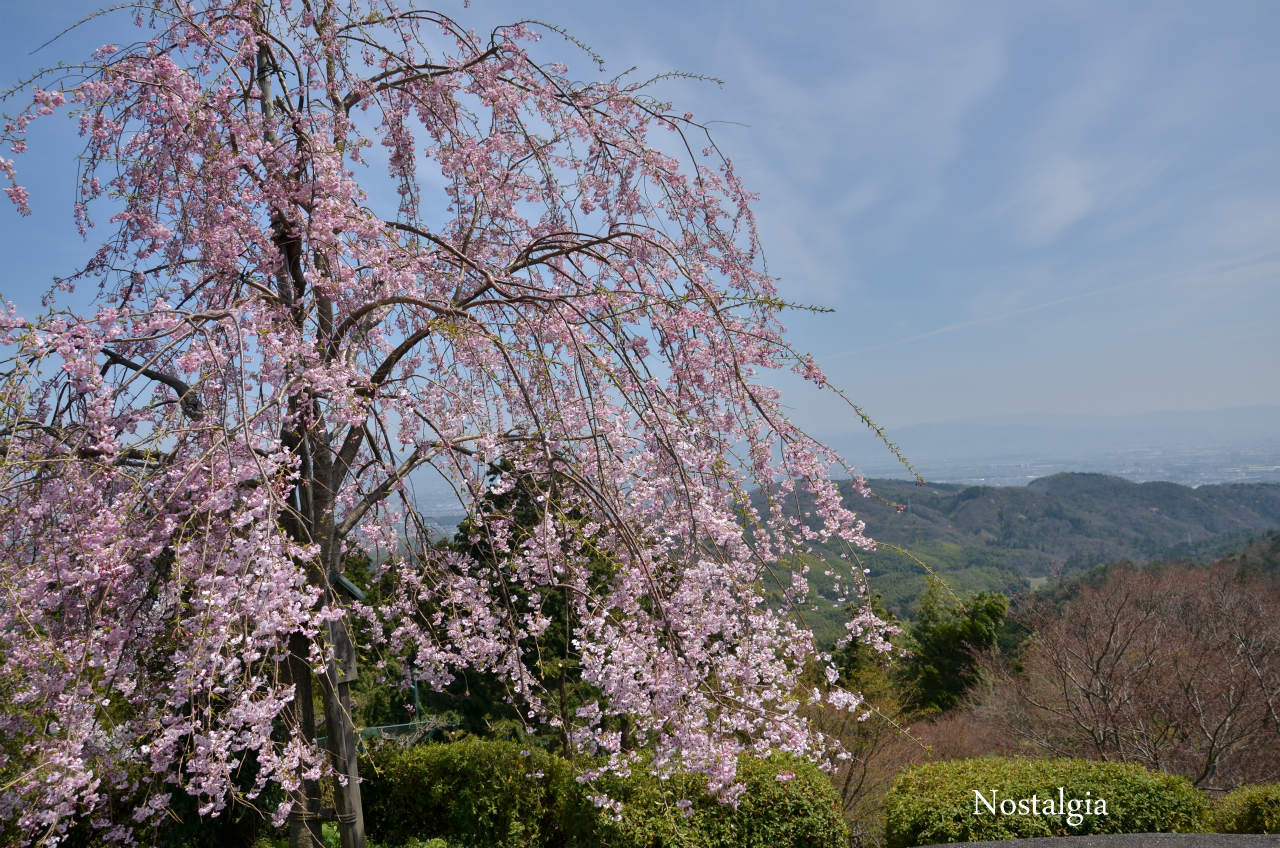 善峯寺_e0255927_2325159.jpg