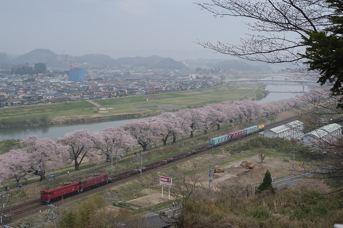 桜はまだ咲かず_e0266727_1550247.jpg