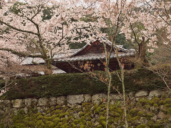 さくら通信2012～京都・勝持寺～(4/14)_e0080133_0193852.jpg