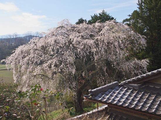 さくら通信2012～奈良・天益寺～_e0080133_153112.jpg