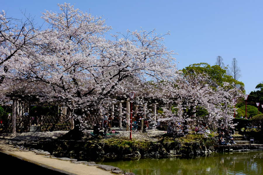 桜桜（佐賀市神野公園・多布施川にて）_c0014538_17162432.jpg