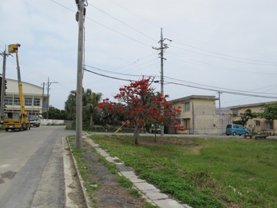 4月 18日 沖縄っぽい赤いものと言えば。_b0158746_2033158.jpg