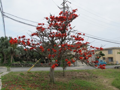 4月 18日 沖縄っぽい赤いものと言えば。_b0158746_2035760.jpg
