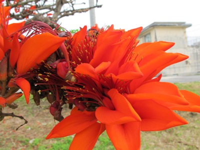 4月 18日 沖縄っぽい赤いものと言えば。_b0158746_2055189.jpg