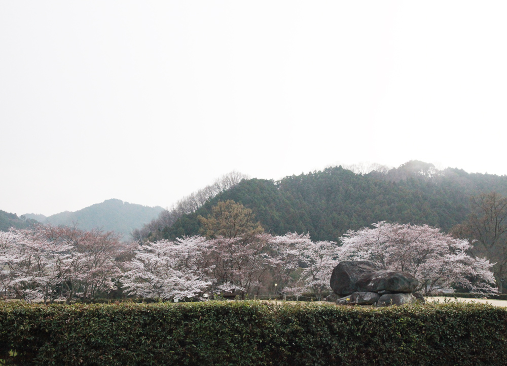 明日香　石舞台　桜　菜の花　夕日_c0108146_2115057.jpg