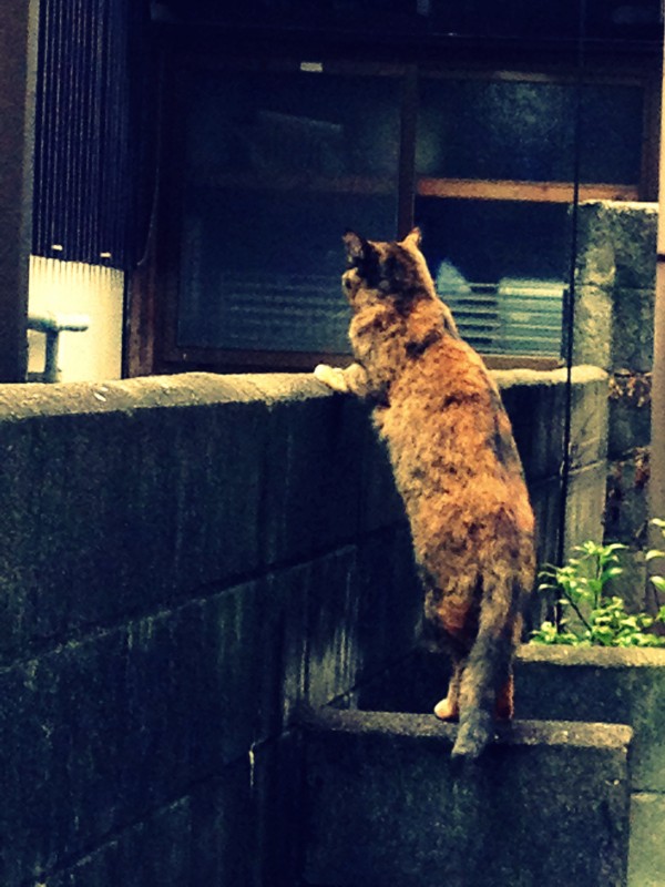 猫 手をかける Wawon3 猫 手をかける Wawon3