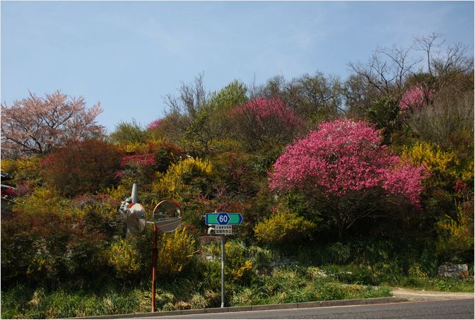 菊桃の咲く風景_a0256349_1553970.jpg