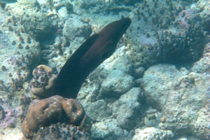 ハラヴェリのハウスリーフでシュノーケル、その2♪_f0190653_10323840.jpg