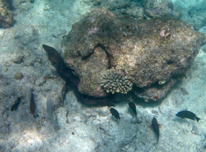 f0190653_1032433.jpg