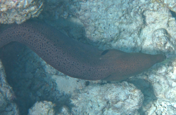 ハラヴェリのハウスリーフでシュノーケル、その2♪_f0190653_10325518.jpg